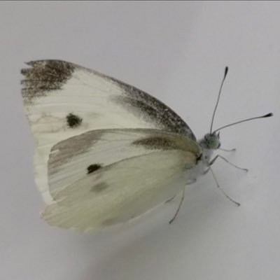 카오치🧣🍁鑑賞会やってます💛