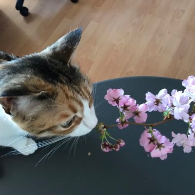 まるあね