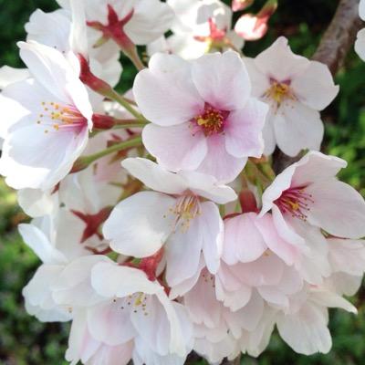 사야린 👑🐧🐼