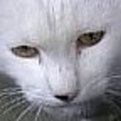 sabe@永遠のヴァイオレット廃人&弓道