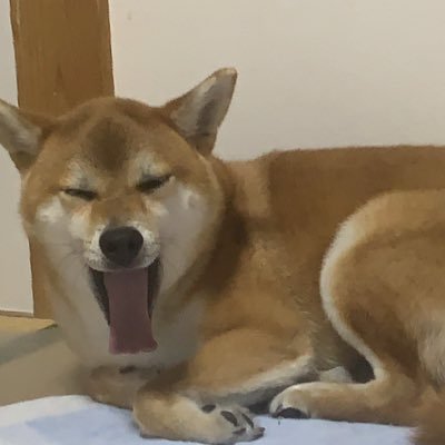 しばいっぬ子🐕ステへ連勤中