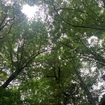 島田しろふ🧸💚