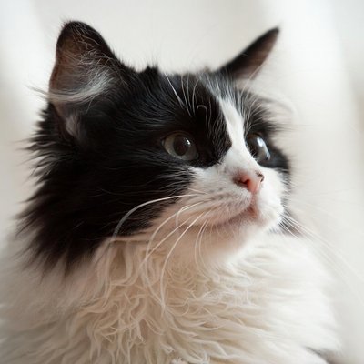 しょた猫奴隷