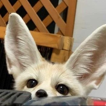 _( _ U ' ꒳​ ' )_