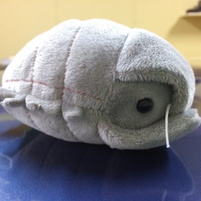 シルビート（シルさん）🫘