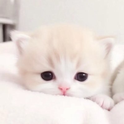 𝒜♡