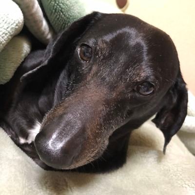 snow_🌈天使のチョコのママ