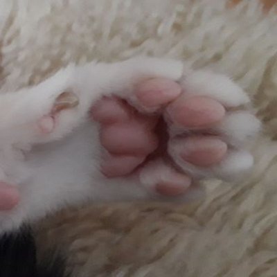 みぃ