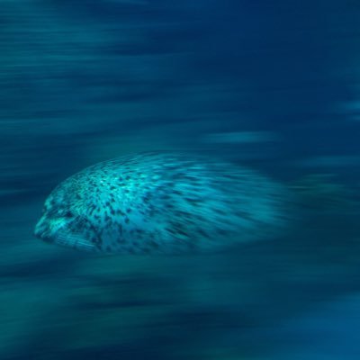 たそ@推し🐉🐹🍓🐰(🍮)が増えた人