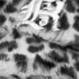 Autumn Leaves 🍂 😺⁷ˢᵘᵍᵃ ᵕ̈✨️