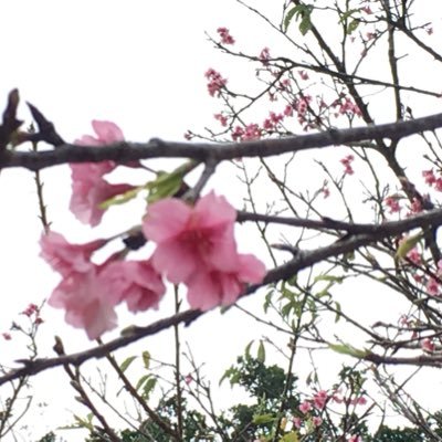 はるたんMk-Ⅱ🅾️