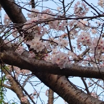 さやしいタコ(⌒▽⌒)/