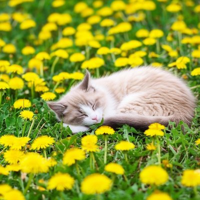 まいこ｜アラサーOL｜2児のママ｜双極Ⅱ型｜ADHD｜くまさん好き