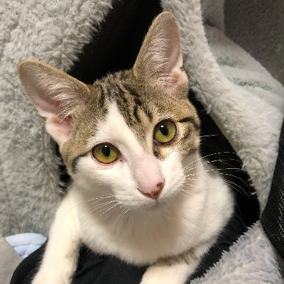 しゅーあに🥕🔯