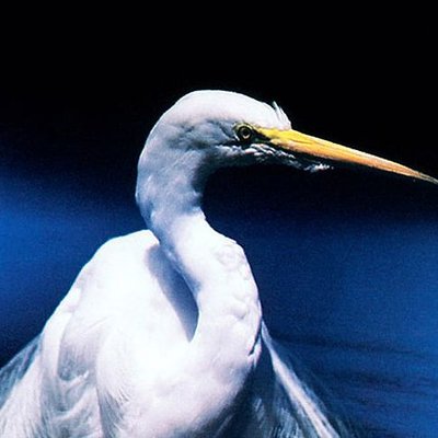 しゃちくのドラクエ「モッさん」@モミトーク