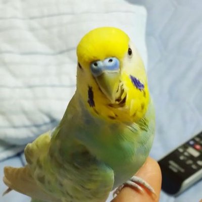 なる@キ卓部休止中