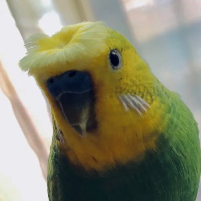 リコぴよ