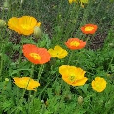 tanya☺︎🌚🏷️❄🎹💎🍯▫️📕語学学習中