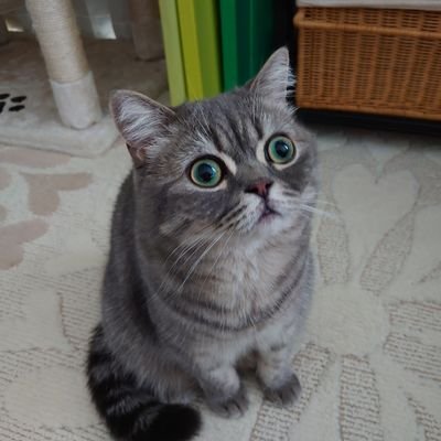 たお＠にしきおりすと