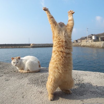 てれ@大気を操る猫