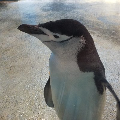 ともの