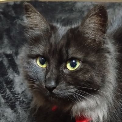 tiger kanin(とらうさぎ)