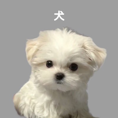 犬