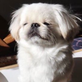 𝑷𝑨𝑹𝑨𝑫𝑰𝑺𝑬ひなこ