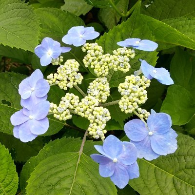 ツチノコ