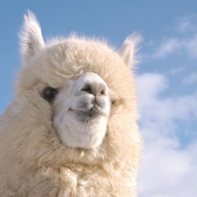 アルパカ