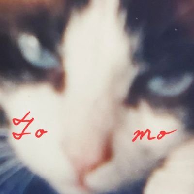 まめぬこ(ФωФ)　tomo