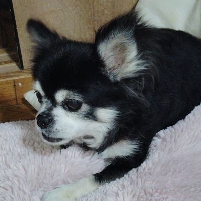 ウルトラチワワ