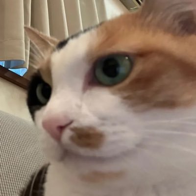 うずらのたまご🌰