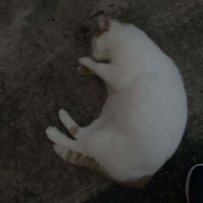 田舎の母ちゃん