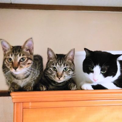 ハルタタ🐾ともやん(🏴‍☠️🐿️🐥)