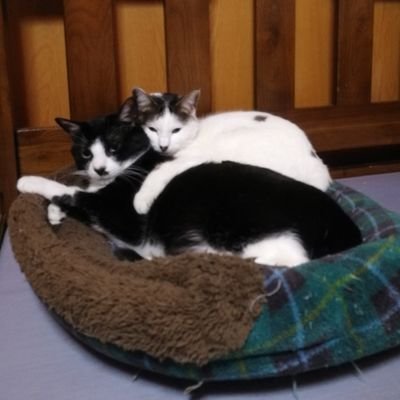 びぴねこ@ハオルチア垢