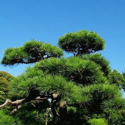 田中松
