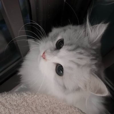 ちゃあ㌠
