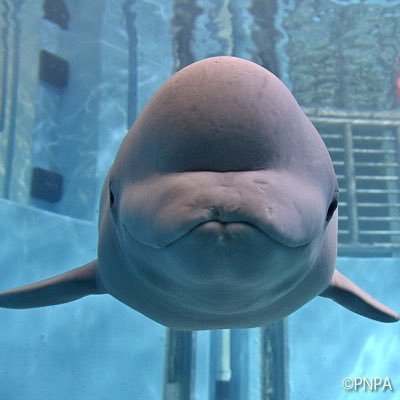 ほわいとおーる