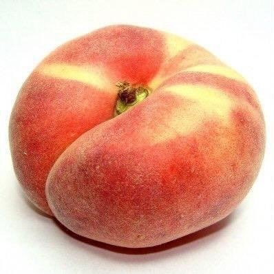 후하후하후하후하