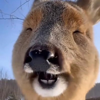 𝐜𝐡𝐮夢𝐜𝐡𝐮夢