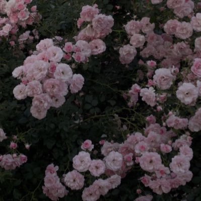 ᐡ⸝⸝› ·̫ ‹⸝⸝ᐡ