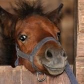 きーちゃん🐴KEY指数