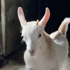 やぎこ