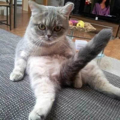ヤコ
