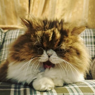 いえもん(ぬ)♪🍵あやちょ二号