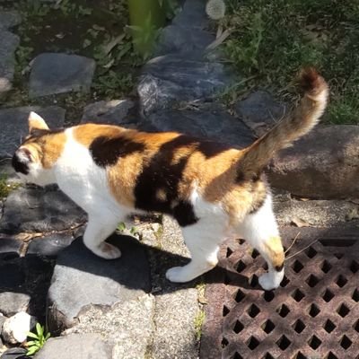 大宅世継がない