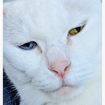 ももぴマロミィ