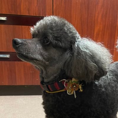 ゆうゆ(유우유)