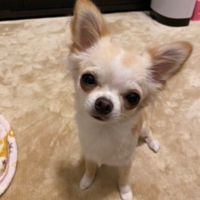 ゆっち🐕🐾
